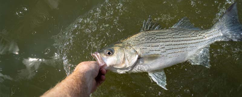 how to catch striped bass, how to catch striped bass in rivers